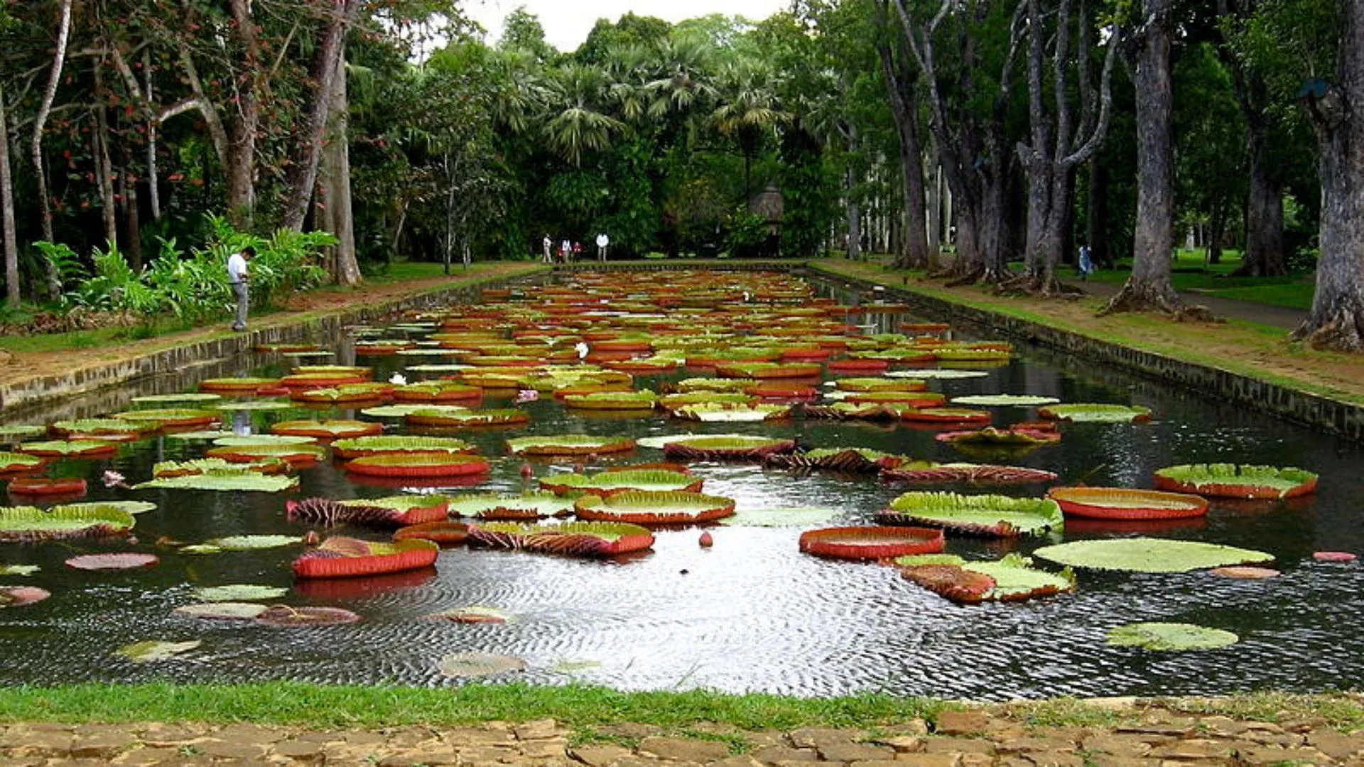 Botanical Garden Pamplemousses