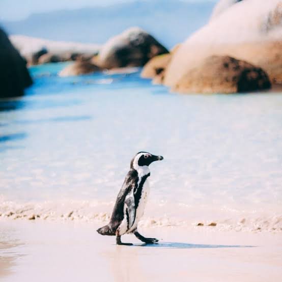 Cape of Good Hope Reserve